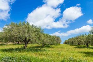 Frühling küsste Kreta