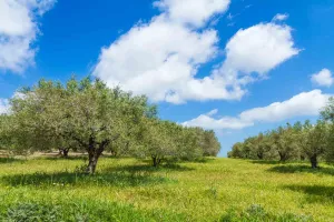 Printemps embrassé la Crète