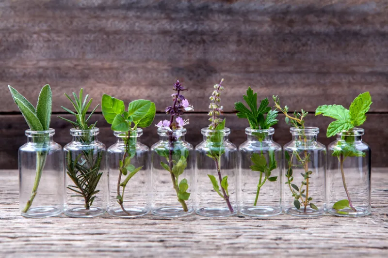 Herbes crétoises L'odeur est la richesse